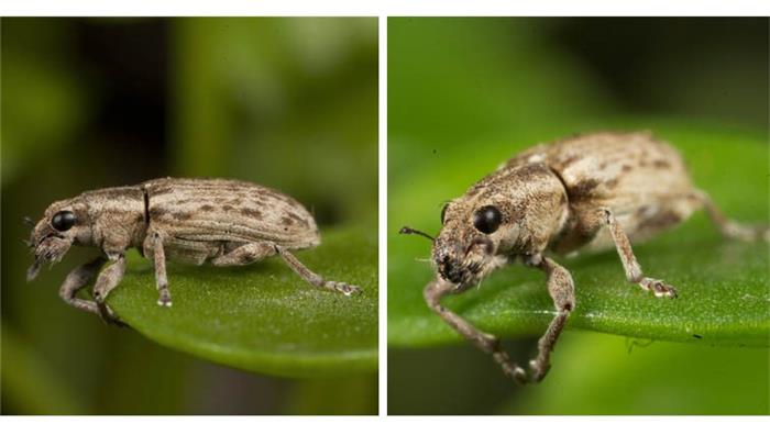 حشره كامل سرخرطومی ریشه یونجه  (Sitona discoideus)